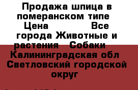 Продажа шпица в померанском типе › Цена ­ 20 000 - Все города Животные и растения » Собаки   . Калининградская обл.,Светловский городской округ 